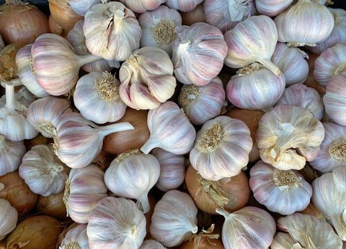 Garlic
